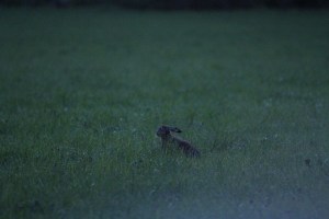 _MG_1917_redigerad-1