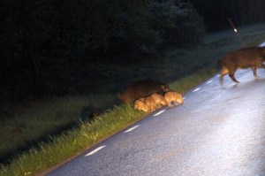 _MG_1941_redigerad-1