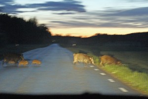 _MG_1943_redigerad-1