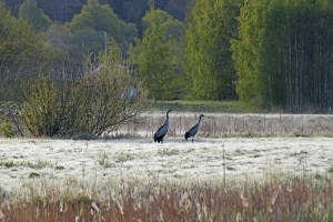 _MG_2642_redigerad-1