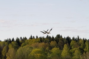 _MG_2650_redigerad-1