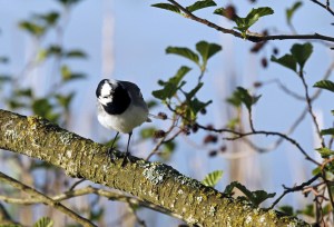 _MG_2695_redigerad-1