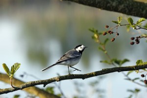 _MG_2711_redigerad-1