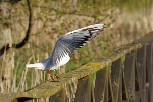 _MG_2744_redigerad-1