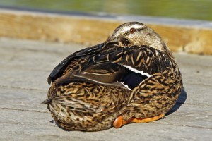 _MG_2813_redigerad-1