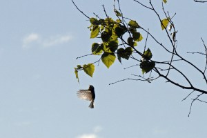 _MG_2854_redigerad-1