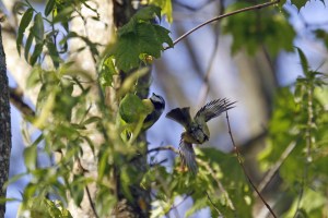 _MG_2868_redigerad-1