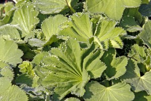 _MG_2889_redigerad-1