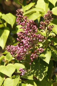 _MG_2902_redigerad-1