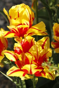 _MG_2911_redigerad-1