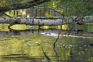 _MG_4559_redigerad-1