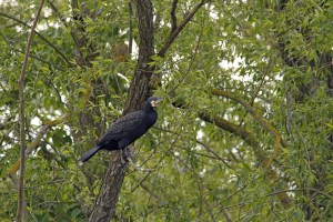 _MG_4603_redigerad-1