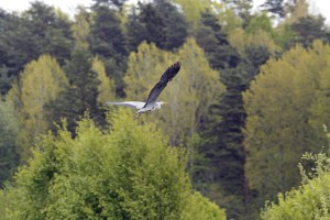 _MG_4645_redigerad-1