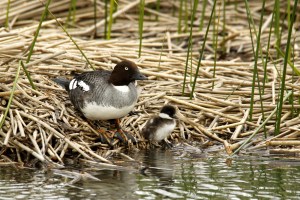 _MG_4677_redigerad-1