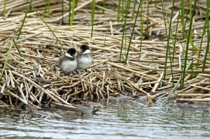 _MG_4684_redigerad-1