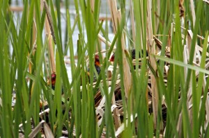 _MG_4742_redigerad-1