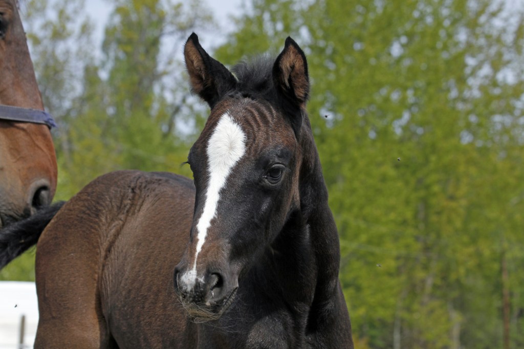 Lilla söta ”Bella” & några av hennes kompisar på&nbsp;Posttorp