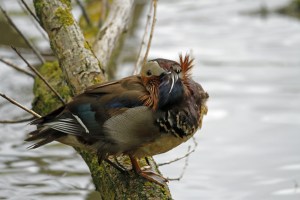 _MG_6856_redigerad-1