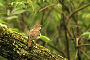 _MG_6863_redigerad-1