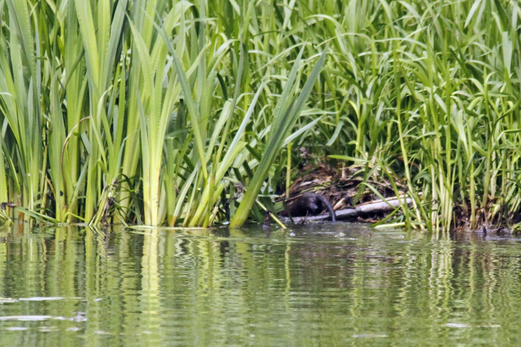 Ny modell bland gamla godingar&nbsp;:-)