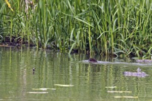 _MG_6966_redigerad-1