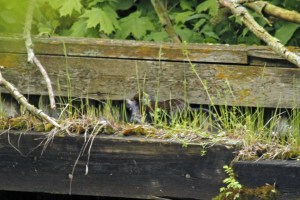 _MG_6971_redigerad-1