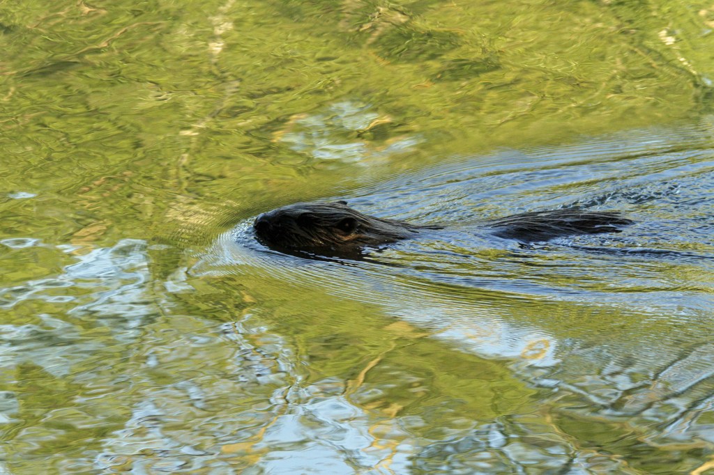 Äntligen, bävern visade sin bästa sida&nbsp;:-)