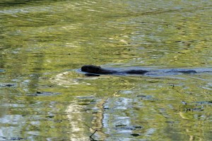 _MG_7068_redigerad-1