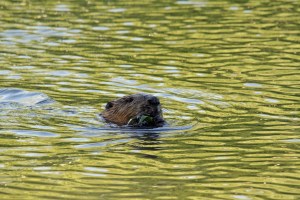 _MG_7074_redigerad-1