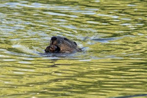 _MG_7077_redigerad-1