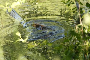 _MG_7095_redigerad-1