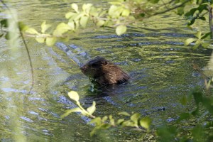 _MG_7096_redigerad-1