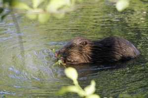 _MG_7103_redigerad-1