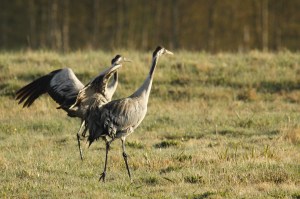 _MG_7625_redigerad-1