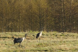 _MG_7628_redigerad-1