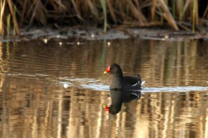 _MG_7660_redigerad-1