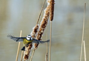 _MG_7710_redigerad-1