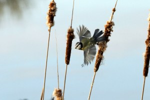 _MG_7717_redigerad-1