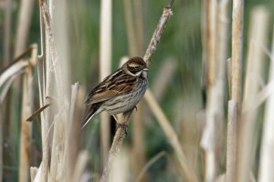 _MG_7762_redigerad-1