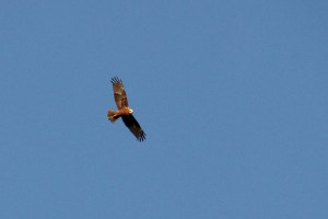 _MG_7804_redigerad-2