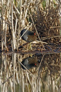 _MG_7822_redigerad-1