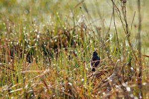 _MG_7835_redigerad-2