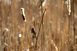 _MG_7838_redigerad-1