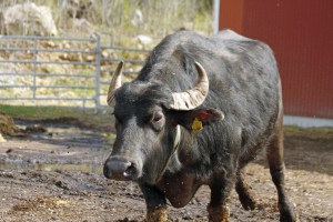 _MG_7951_redigerad-1