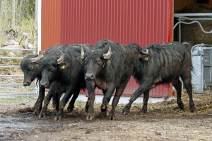 _MG_8054_redigerad-1