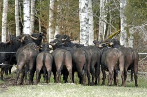 _MG_8079_redigerad-1