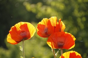 _MG_3258_redigerad-1