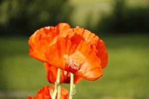 _MG_3259_redigerad-1