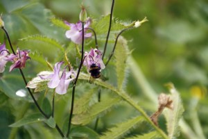 _MG_3608_redigerad-1