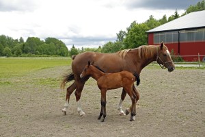 _MG_3619_redigerad-1